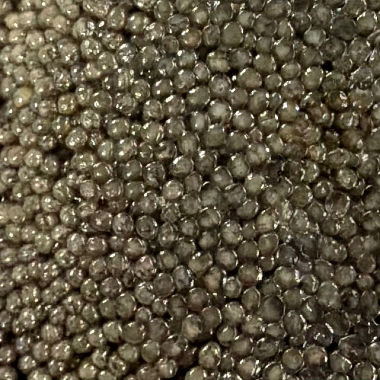 PALLADIUM PADDLEFISH